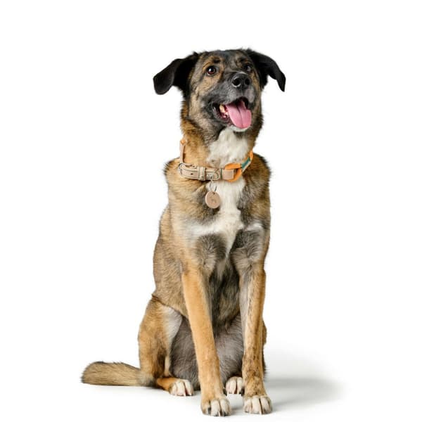 Hundehalsbånd Hunter Malia Orange M/L 45-54 cm