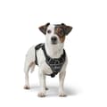 Miniatyrbillede 4 af 6: Hundesele Hunter DIVO UP Sort XS
