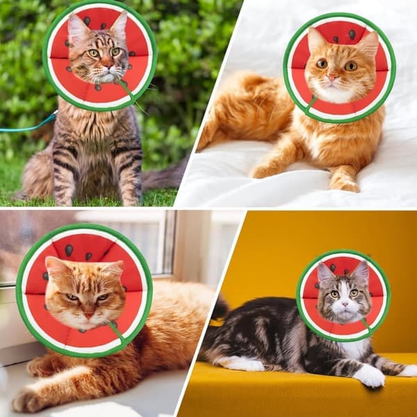 Beskyttelseshalsbånd til katte, velegnet til katte og små hunde, justerbart halshalsbånd til katte