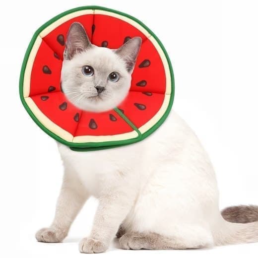 Beskyttelseshalsbånd til katte, velegnet til katte og små hunde, justerbart halshalsbånd til katte