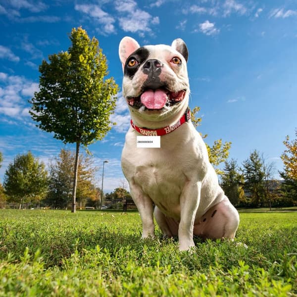 Hundehalsbånd Marvel Rød