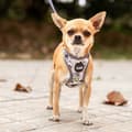 Miniatyrbillede 11 af 11: Hundesele Disney