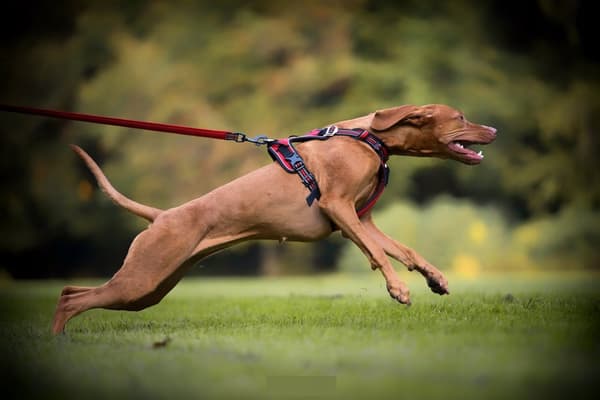 REFLEKTIV Beskyttelsessele til hunde GRØN Truelove M