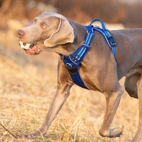 TRÆNINGSSELE til store hunde STRONG TRUELOVE XL