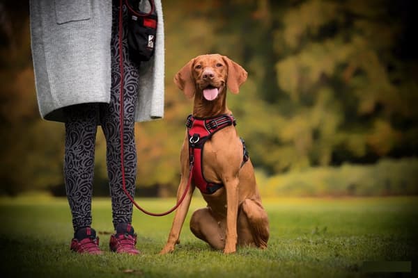 REFLEKTERENDE hundesele Truelove Front Line M