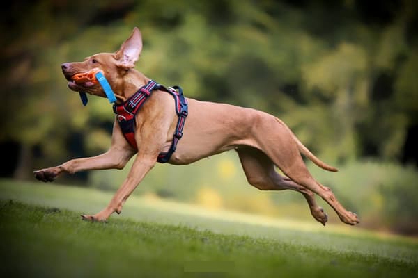 REFLEKTERENDE hundesele Truelove Front Line M