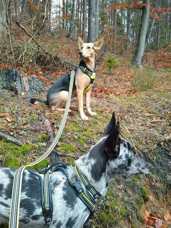 NEON koppel för liten hund Truelove York 200cm S