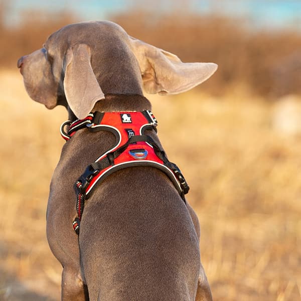 TIPPED Beskyttelsessele til hunde Truelove Premium M