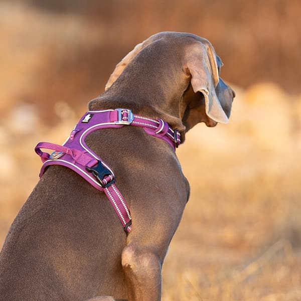 STRONG GUARD Truelove Premium XL Hundsele