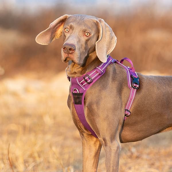 STRONG GUARD Truelove Premium XL Hundsele