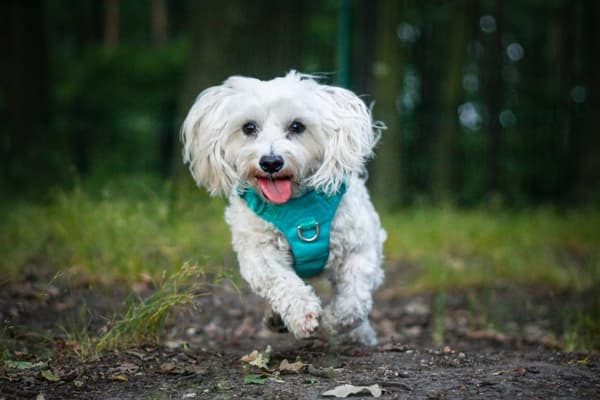 KOMFORTABEL Adventure SOFT TRUELOVE L hundesele