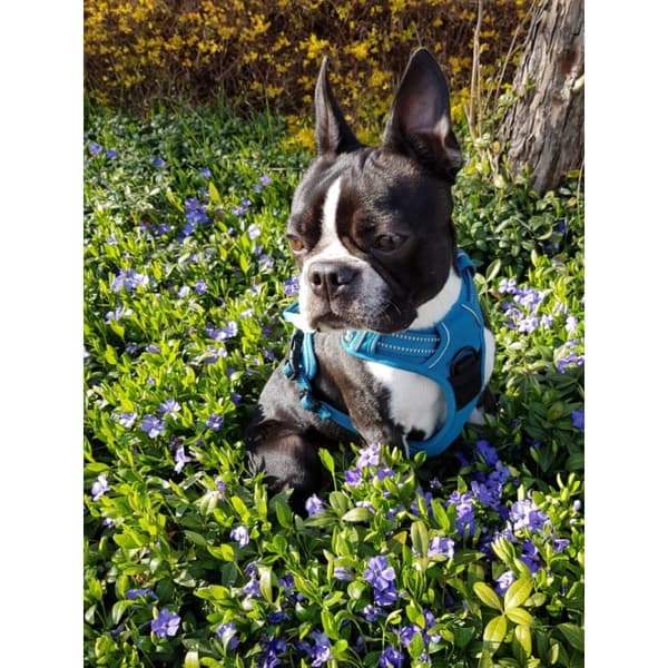 SOLID Hundesele Truelove Boston Terrier S