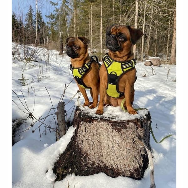 DOGTREKKING Sele för små hundar Truelove STRONG S