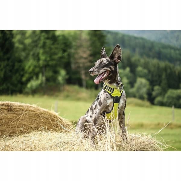 DOGTREKKING Sele för små hundar Truelove STRONG S