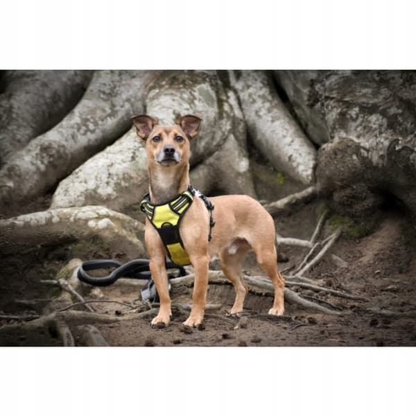 DOGTREKKING Sele för små hundar Truelove STRONG S