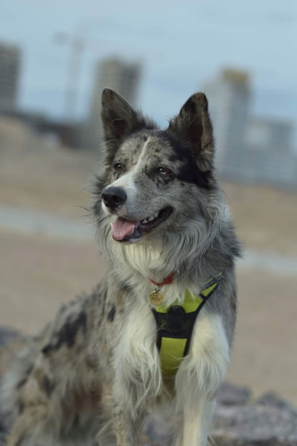 REFLEKTERENDE Hundesele Truelove gul KOMFORTABEL M
