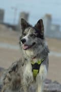 Miniatyrbillede 8 af 11: REFLEKTERENDE Hundesele Truelove gul KOMFORTABEL M