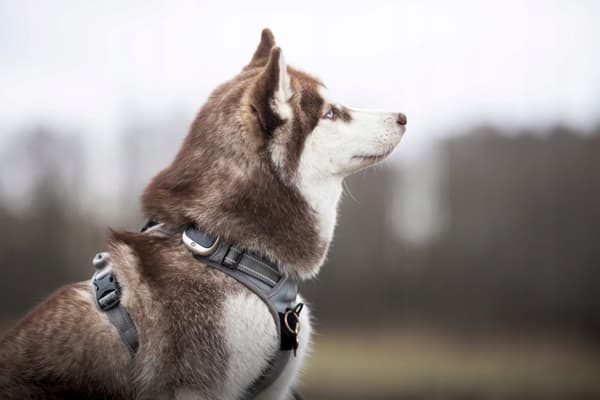 KOMFORTABEL Truelove Front Line Hundesele STRONG M