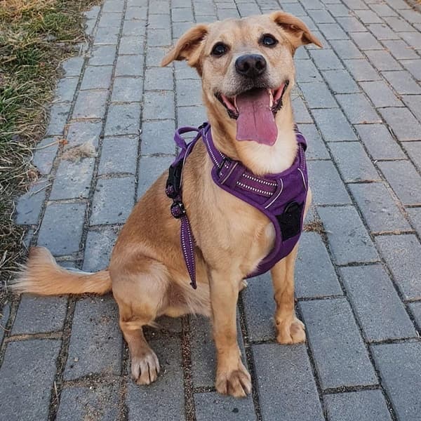 TRYKFRI Sele til små hunde York Truelove S
