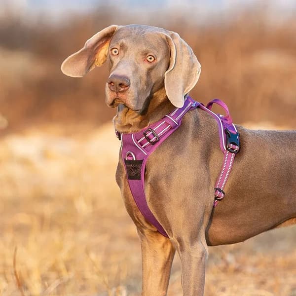 TRYKFRI Sele til store hunde Truelove STRONG L