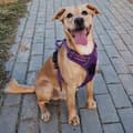 Miniatyrbillede 11 af 11: TRYKFRI Sele til store hunde Truelove STRONG L