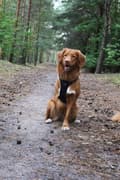 Miniatyrbillede 9 af 11: SORT Miniature Hundesele Truelove LET XS