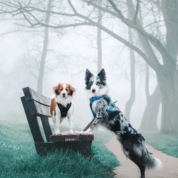 SORT Miniature Hundesele Truelove LET XS