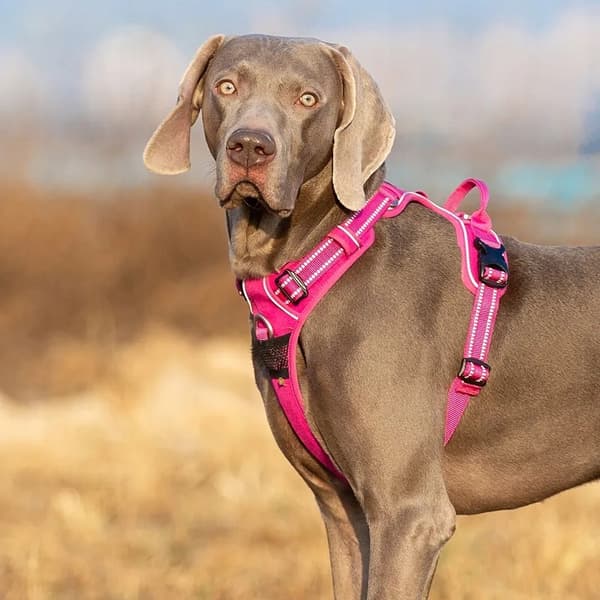 Hundsele rosa Front Line Truelove Tax S
