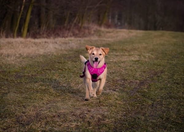 Hundsele rosa Front Line Truelove Tax S