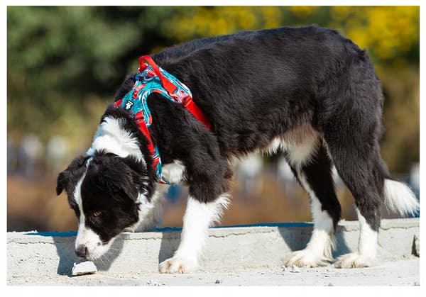 LÄTT REFLEKTERANDE Små Hundsele Truelove S