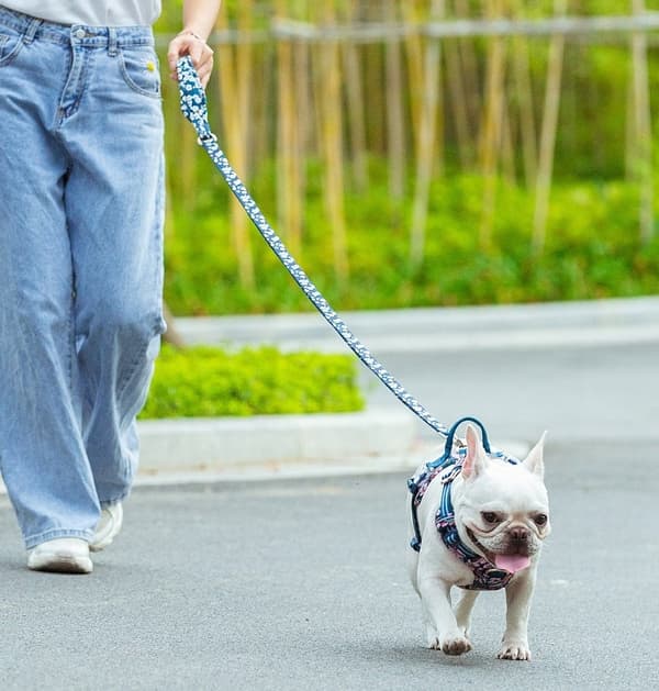 LÄTT TRUELOVE Tropical M traditionellt hundkoppel