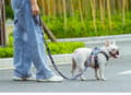 Miniatyrbild 11 av 11: NICE TRUELOVE Tropical S Hundkoppel med Handtag