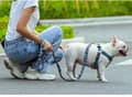 Miniatyrbild 10 av 11: NICE TRUELOVE Blossom Hundkoppel med Handtag S