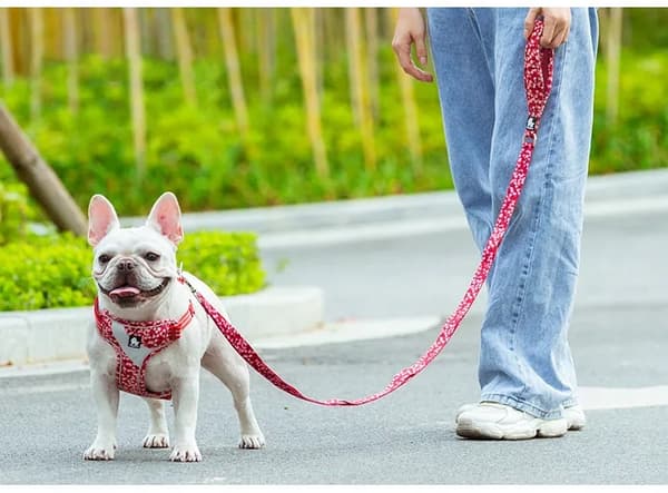 DESIGNER Hundesnor STRONG TRUELOVE Blossom S