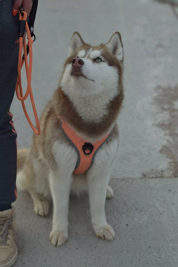SORT Beskyttelsessele til hunde EASY WALK TRUELOVE M