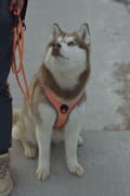 Miniatyrbillede 9 af 11: SORT Beskyttelsessele til hunde EASY WALK TRUELOVE M