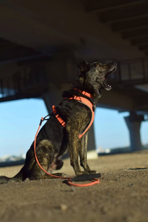 SORT Beskyttelsessele til hunde EASY WALK TRUELOVE M