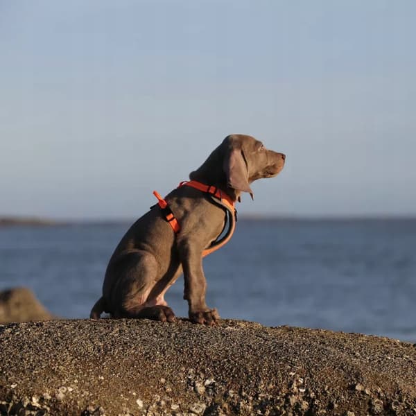 SORT Beskyttelsessele til hunde EASY WALK TRUELOVE M