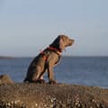 Miniatyrbillede 11 af 11: SORT Beskyttelsessele til hunde EASY WALK TRUELOVE M