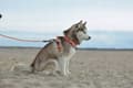 Miniatyrbild 10 av 11: LÄTT TRUELOVE EASY WALK XS hundsele