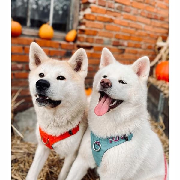 GUARD Hundesele Adventure SOFT TRUELOVE L