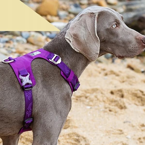 GUARD Hundesele Adventure SOFT TRUELOVE L
