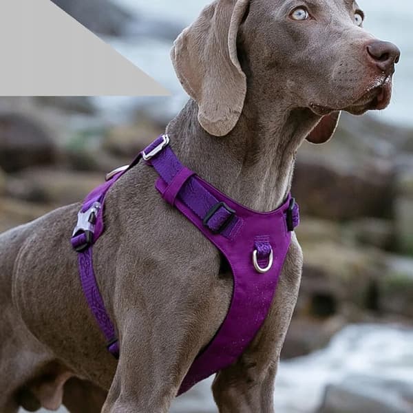 GUARD Hundesele Adventure SOFT TRUELOVE L