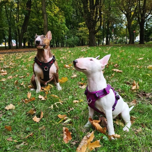 LÄTT Hundsele Adventure SOFT TRUELOVE M