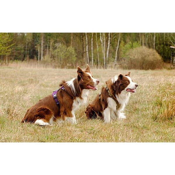 LÄTT Hundsele Adventure SOFT TRUELOVE M