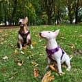 Miniatyrbillede 8 af 11: LET Adventure SOFT TRUELOVE XXS hundesele