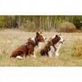 Miniatyrbillede 9 af 11: LET Adventure SOFT TRUELOVE XXS hundesele