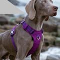 Miniatyrbillede 11 af 11: LET Adventure SOFT TRUELOVE XXS hundesele