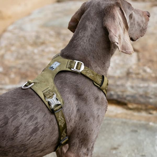 KHAKI Adventure SOFT TRUELOVE XS -koiranvaljas