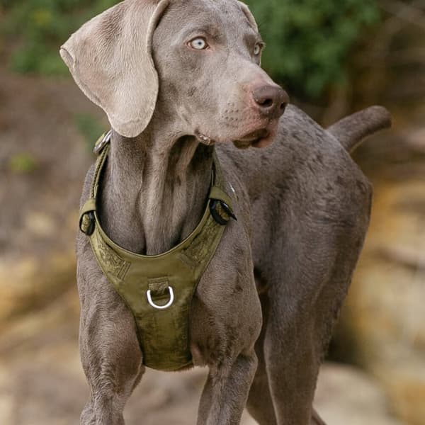 KHAKI Adventure SOFT TRUELOVE XXS hundsele
